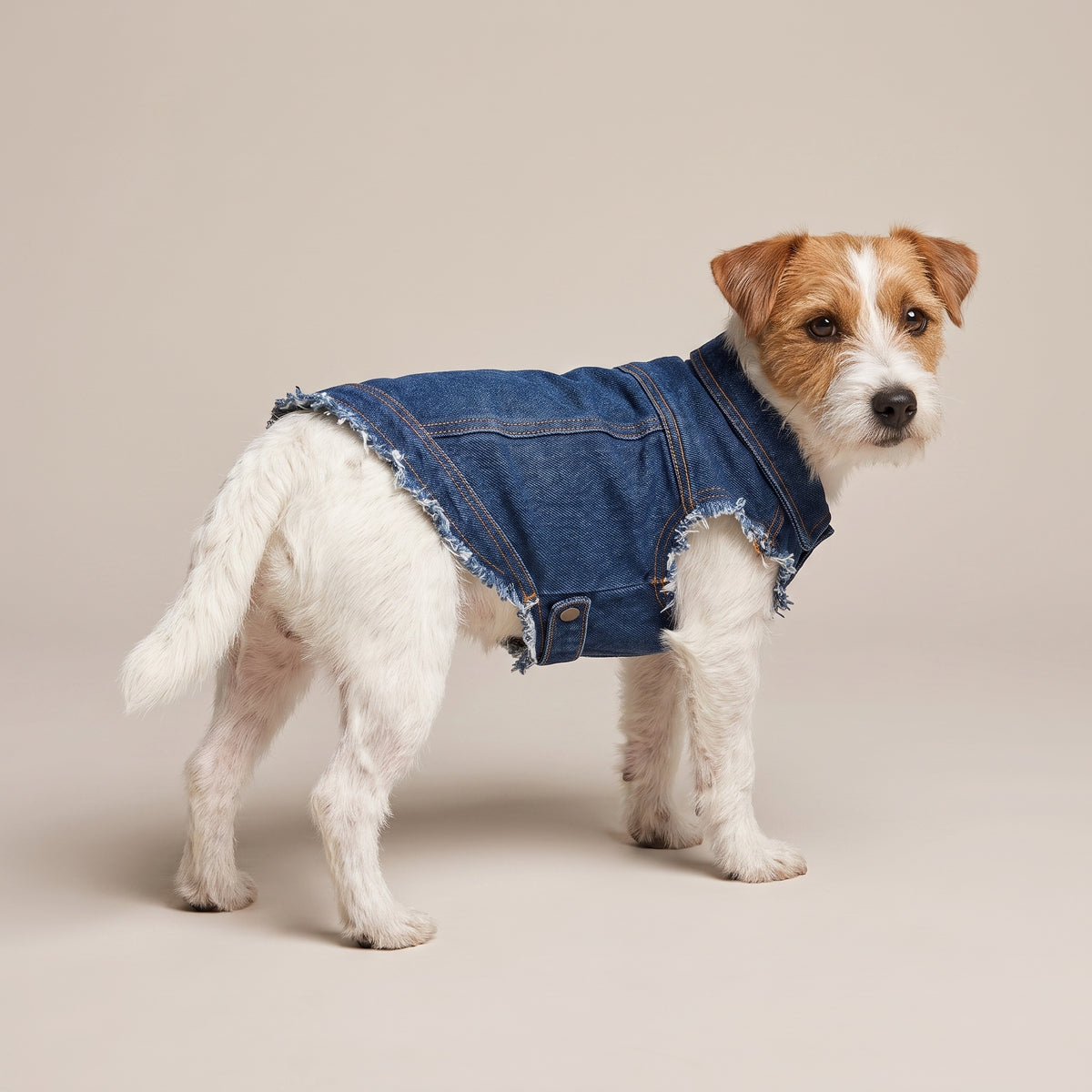 Jeansjacka till Hund med Eget Tryck | Denim Hundjacka