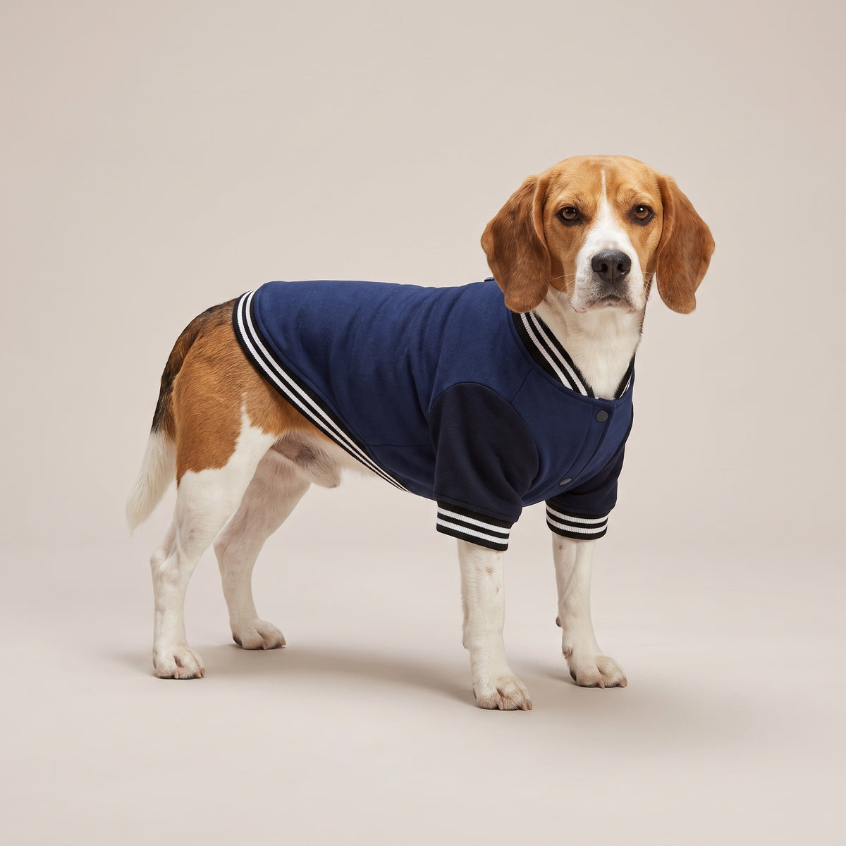Varsity-jacka till Hund med Eget Tryck | Baseballjacka för Hund